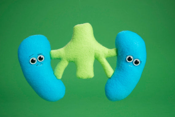 Blue plush kidneys