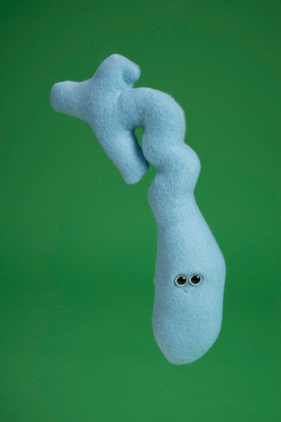 Blue plush gall bladder